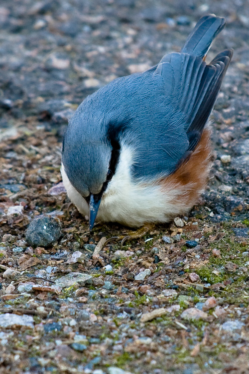 Fågel