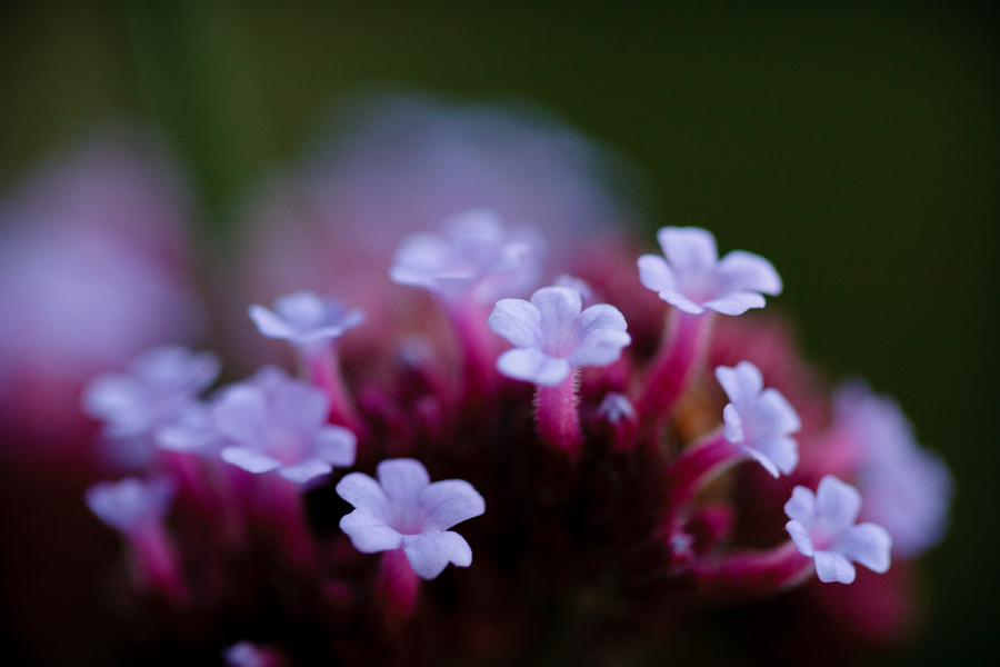 Blommor fotograferade med Canon EF 100/2.8 USM Macro 1:1 