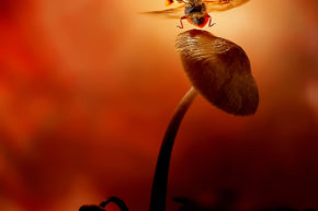 Take off ladybird © Leon Baas