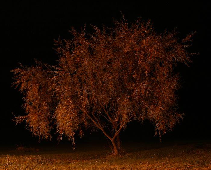 Träd i nattljus