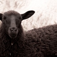 Svarta fåret
